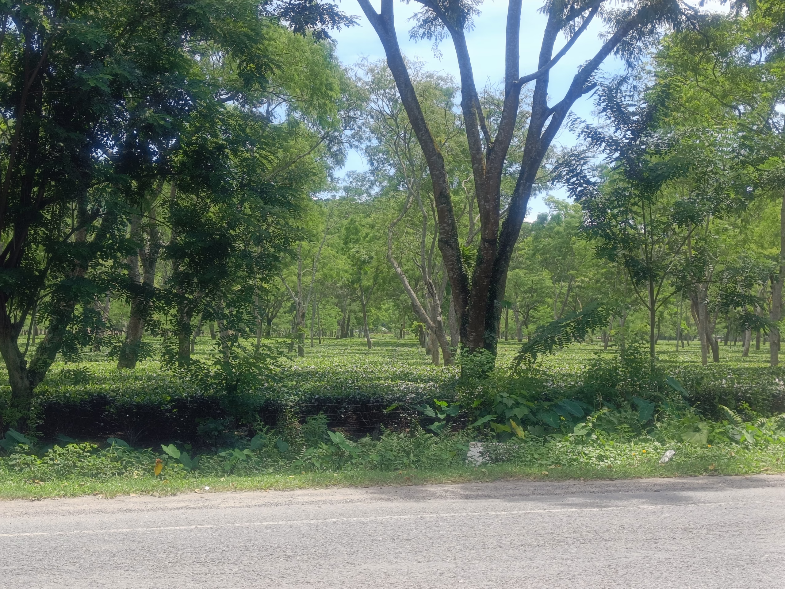 A tea garden on the road to Kaziranga from Maha Mrityunjay Temple