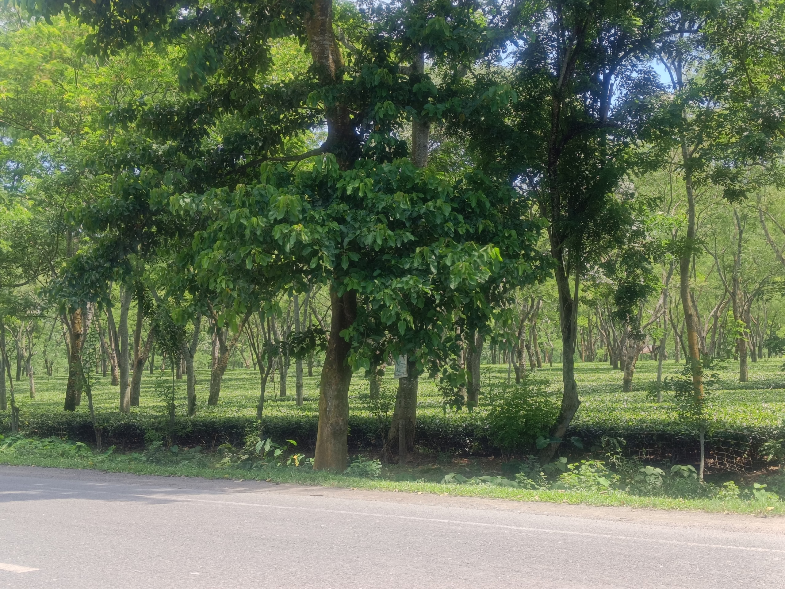 A tea garden on the road to Kaziranga from Maha Mrityunjay Temple