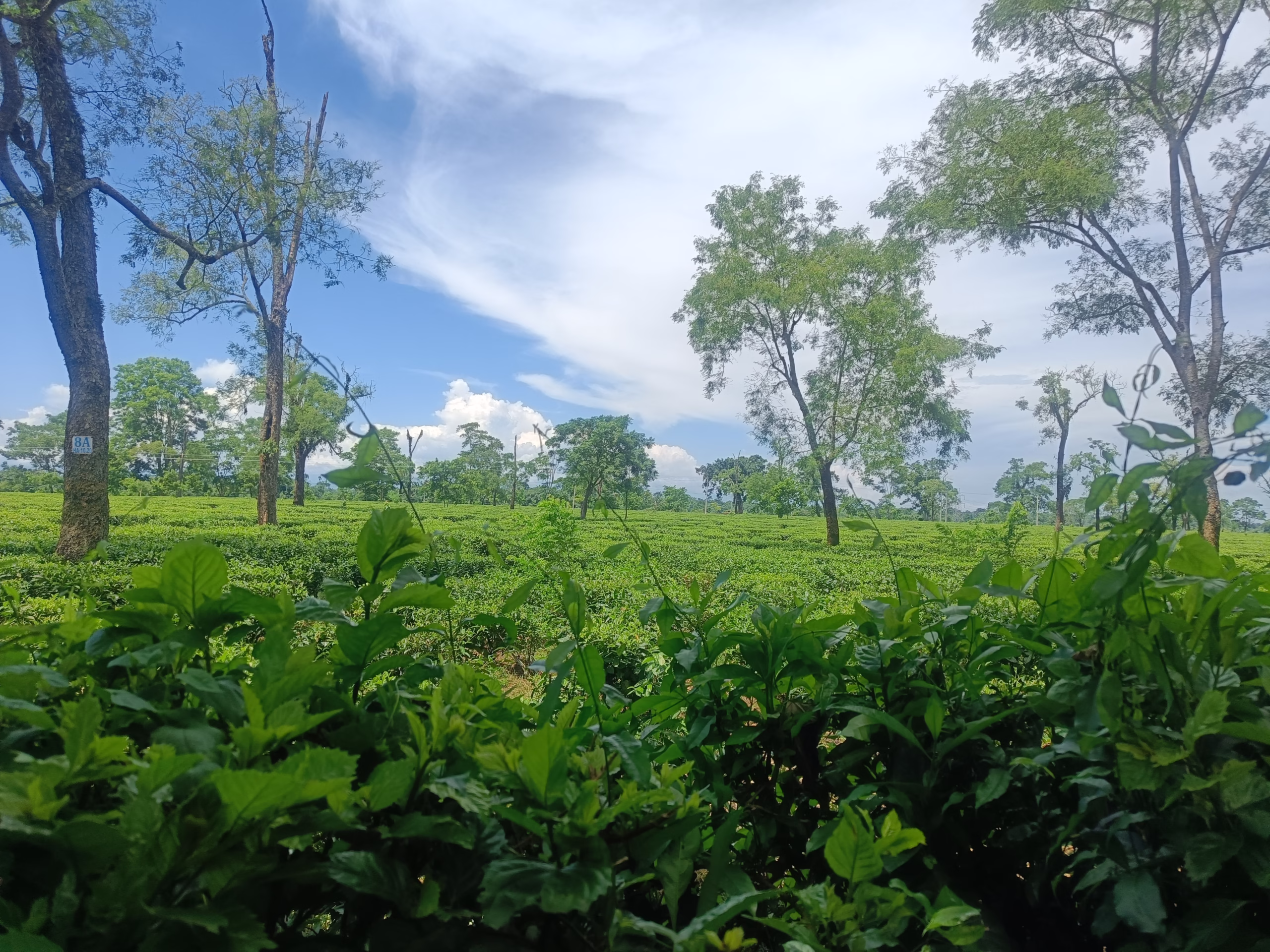 A tea garden on the road to Kaziranga from Maha Mrityunjay Temple