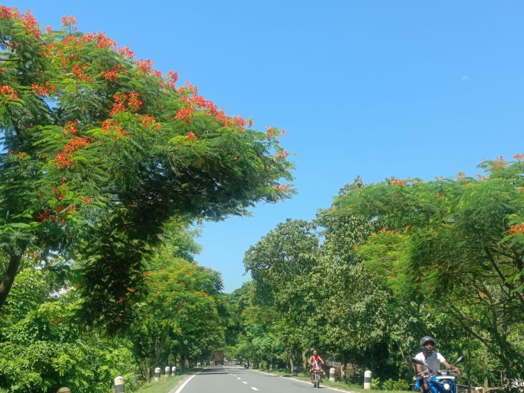 the road covered with trees and colourful flowers on either side
