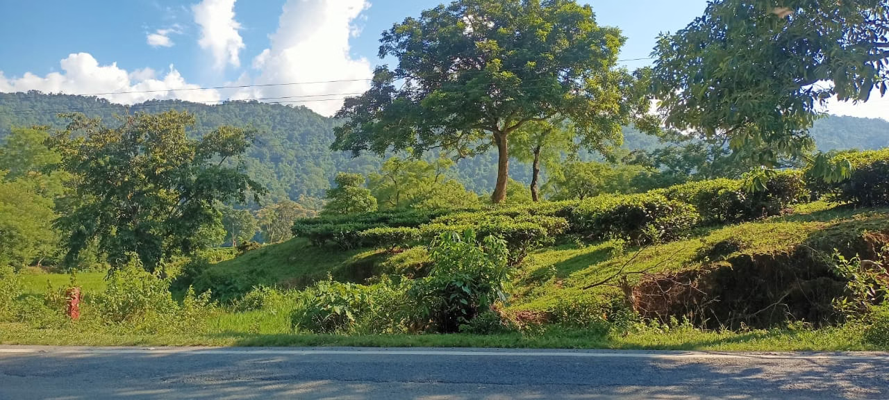 A tea garden on the road to Kaziranga from Maha Mrityunjay Temple