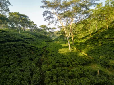 Exploring Assam Tea Garden Heritage: Childhood Stories, Colonial Past, and the Journey of Teapaat.com